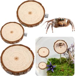 Quilax Pacote com 3 compartimentos para aranhas saltadoras, aranhas saltadoras arredondadas, escadas, acessórios para aranhas saltadoras, decoração de habitat para pequenos bichos leves
