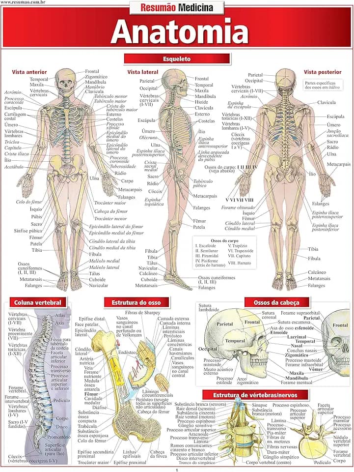 Anatomia