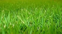 500G de sementes de grama japonesa coreana para cobrir 100m2