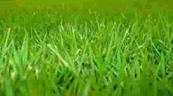 500G de sementes de grama japonesa coreana para cobrir 100m2