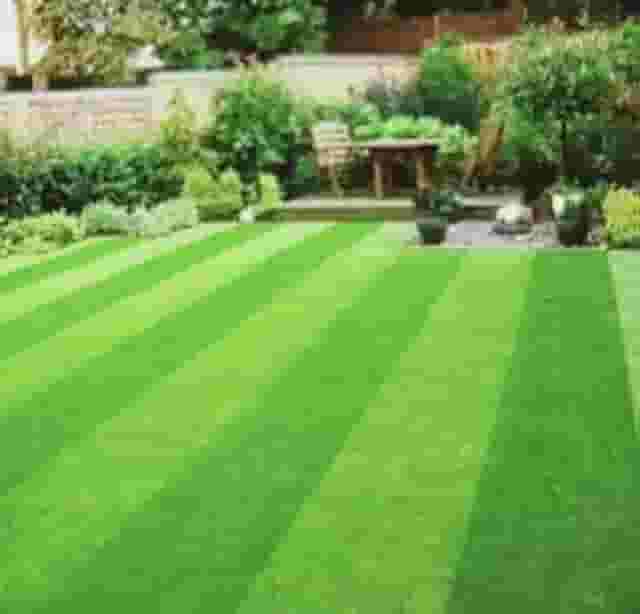 1kg de sementes'grama são carlos melhorada com 98% de germinação