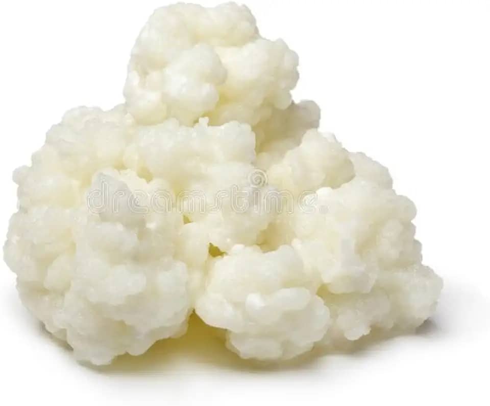 Kefir de Leite Bichinho Do Iogurte Mudas De Kefir Em Grãos De Leite Real