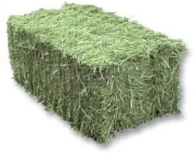 4 KG Feno Tifton 85 Verdinho para Porquinho da India e Roedores