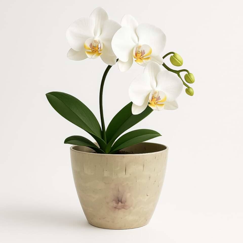 Vaso Cachepô Redondo Decorativo 15x13cm Alto Brilho para Orquídeas e Cactos Flores Pequenas - Bege