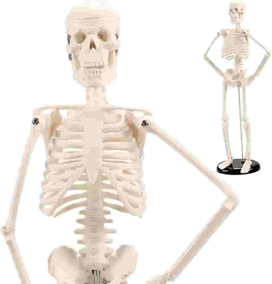 Meantem - Esqueleto Humano Anatomia 45CM, Modelo de Mini Esqueleto com Juntas Móveis, Tampa de Caveira Removível