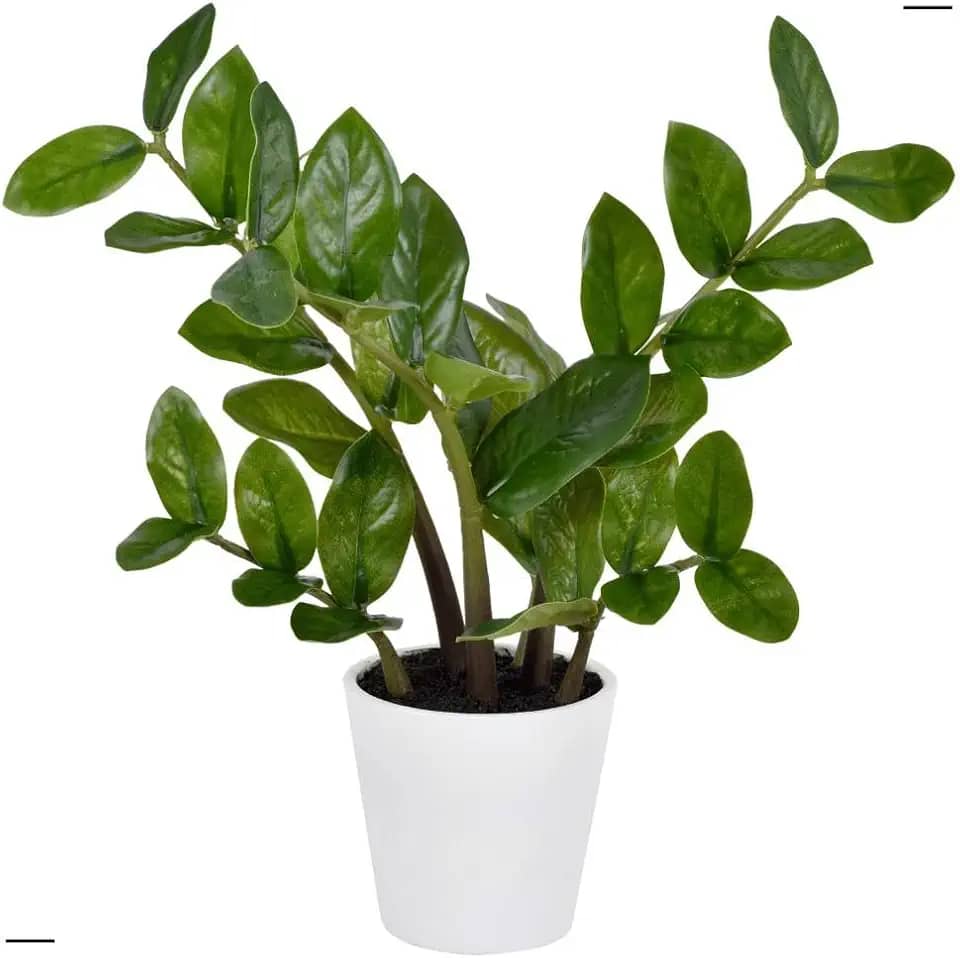 Zamioculca No Vaso Planta Artificial Com Toque Real Com 6 Galhos