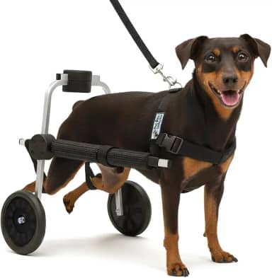 Cadeira de 2 Rodas Para Cachorro Tam Micro Ajustável Pata Traseira Paraplegia Reabilitação Paralisia Idoso Pet Best Soluções