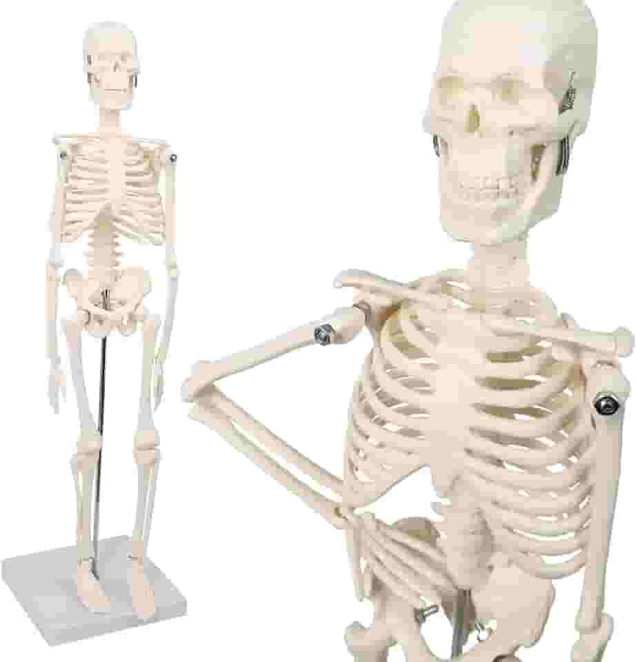 Merinden Mini modelo de esqueleto humano, modelo pequeno de ossos humanos de 45 cm com braços, pernas e suporte móveis, para estudantes, crianças estudarem anatomia do sistema esquelético humano,