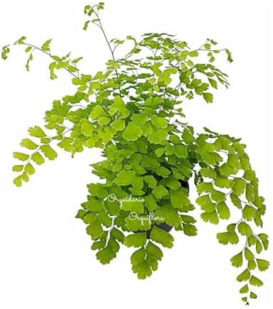 Muda Avenca Cabelo-de-vénus Planta Natural Exótica Com Vaso Decorativa Para Jardins Ambientes Internos Externos