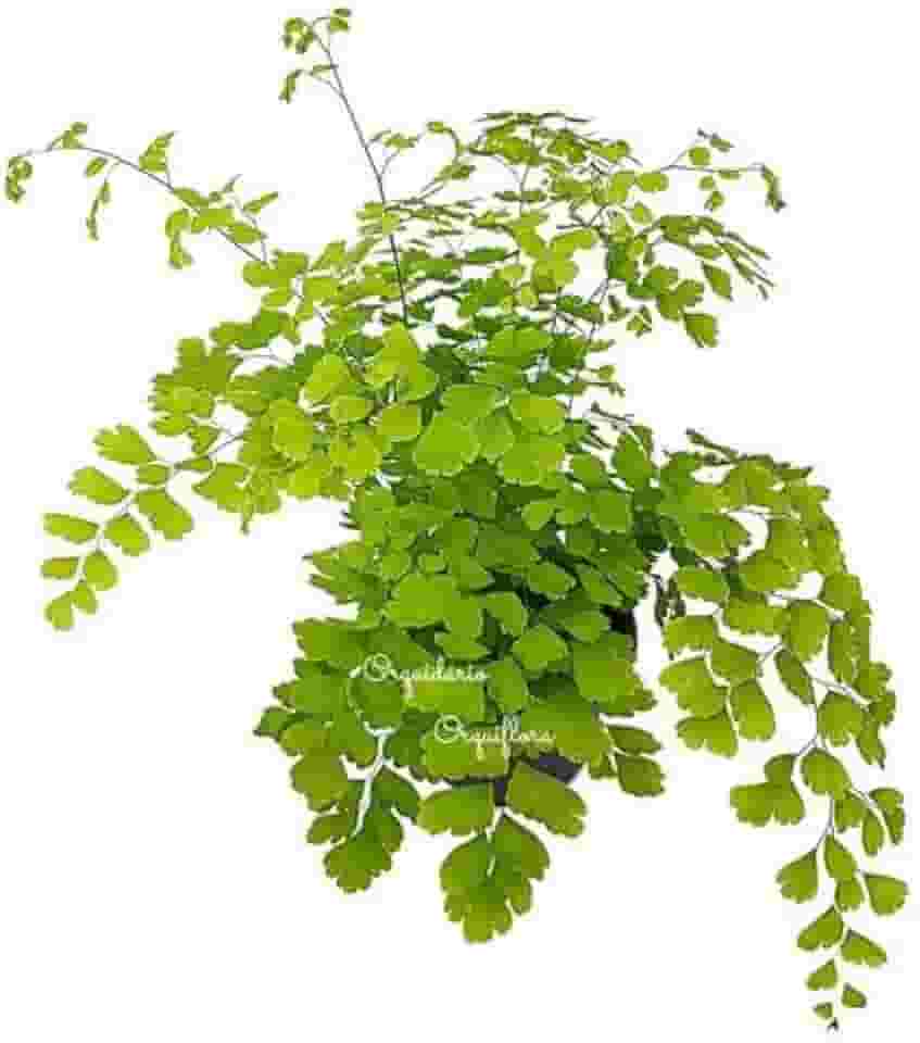 Muda Avenca Cabelo-de-vénus Planta Natural Exótica Com Vaso Decorativa Para Jardins Ambientes Internos Externos