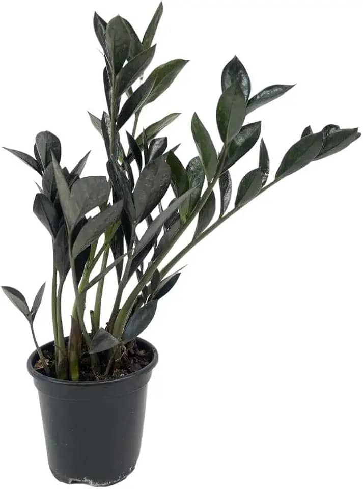 Mini Zamioculca Black Dowon Planta Rara Exótica Com Vaso Decoração Para Interiores