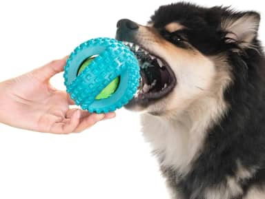 Bola Grande Pneu PVC Com Apito Brinquedo Pet Para Cachorro Cães Muito Reforçado! !