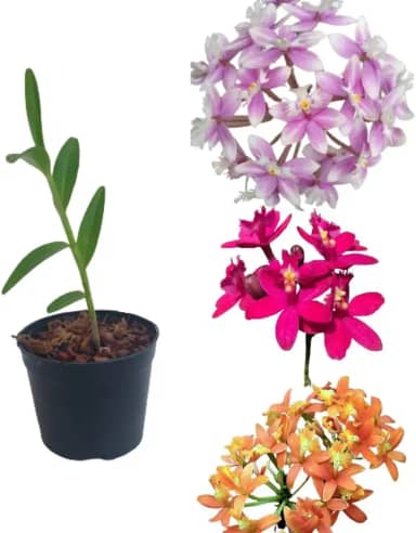 Orquídea Epidendrum Cores Mista Planta Muda Flor Rara Linda Decoração Casa Vaso 10 Variadas Decorativa