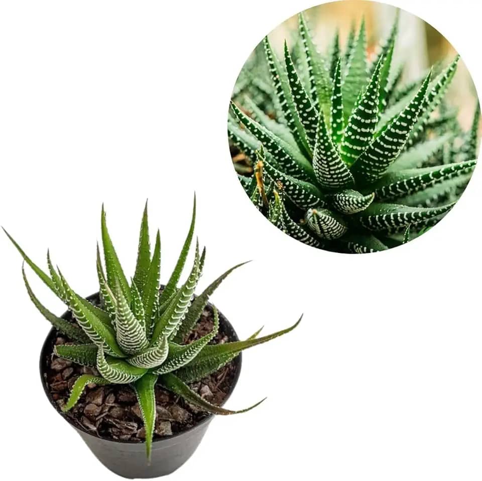 Mini Suculenta Planta-zebra Haworthia Fasciata Pequeno Porte Envasada Vaso Plástico 09
