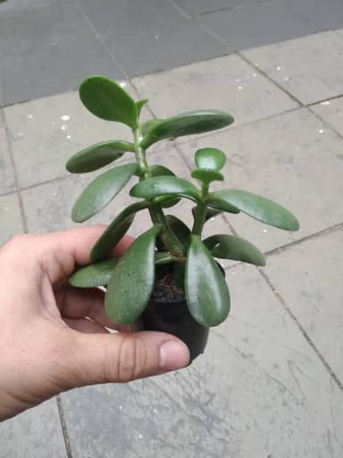 Suculenta Planta Jade : Atrai Sorte, Prosperidade E Dinheiro
