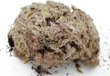 Esfagno musgo - Substrato para Terrários, Suculentas e Orquídeas - 3L