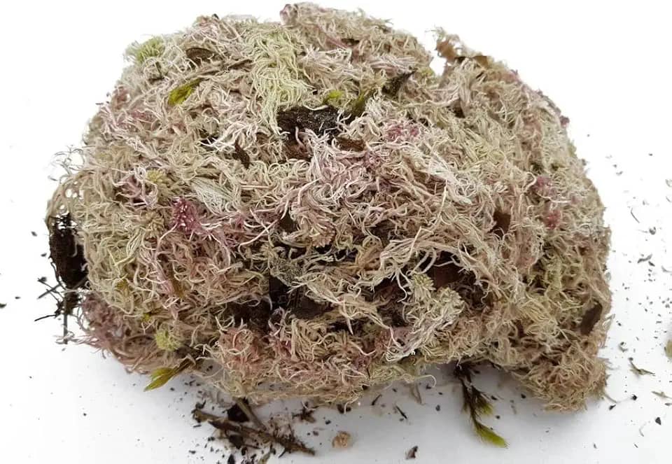 Esfagno musgo - Substrato para Terrários, Suculentas e Orquídeas - 3L