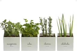 Kit 4x Vasos Autoirrigáveis Minha Horta Branco Cinza Creme Rosa Salmão Jardim Hortaliças Manjericão Salsa Alecrim Cebolinha (Cinza)