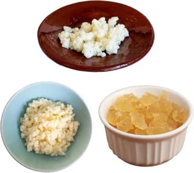 Kefir de Água, Leite e Côco Com Manual Completo 100% Natural Puro Kefir