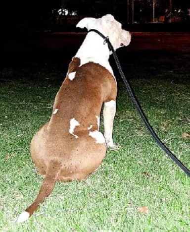 Coleira para Cachorro Guia Unificada para Adestramento com Trava Aço - 2 Metros - Gari & Co. (PRETO)