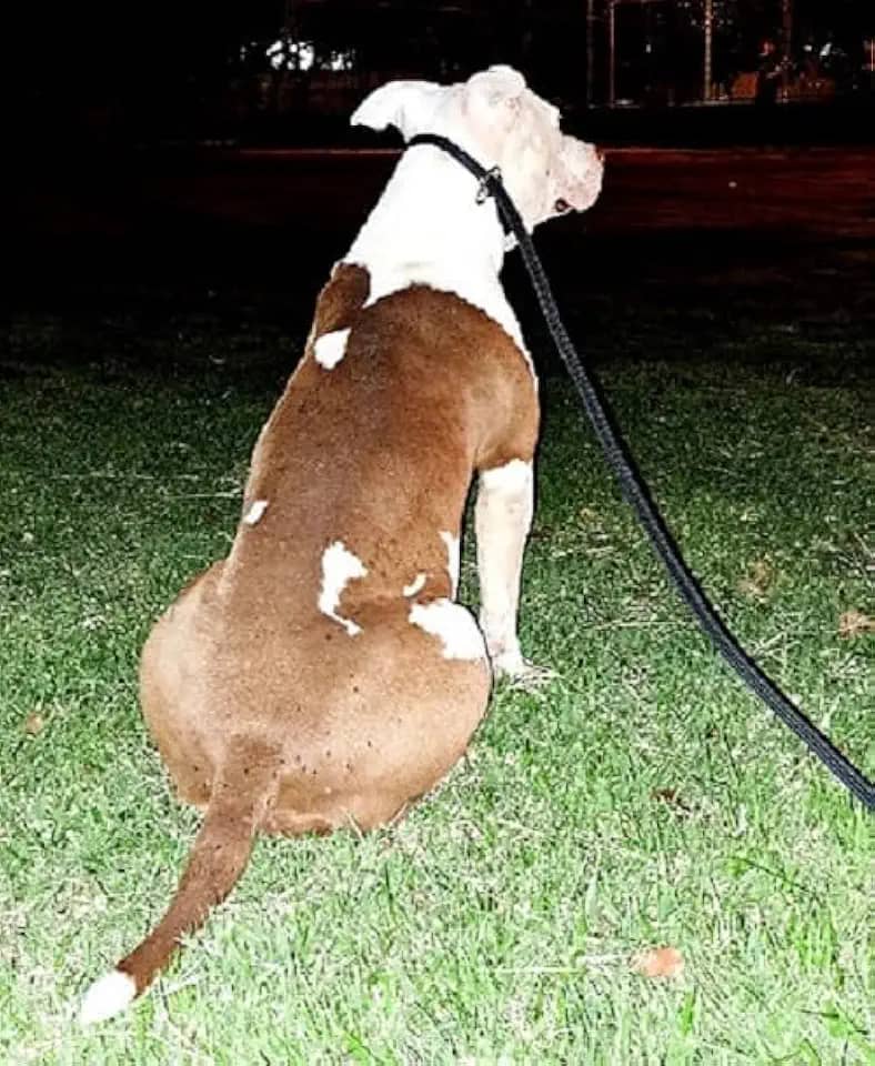 Coleira para Cachorro Guia Unificada para Adestramento com Trava Aço - 2 Metros - Gari & Co. (PRETO)