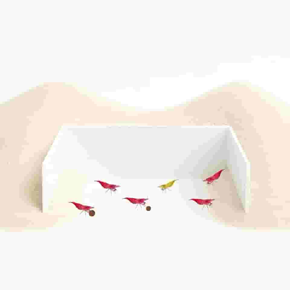 CTWPets Barreira de alimentação de aquário - Parede de retenção de substrato para camarão, caracol e pleco | Enseada inferior nua para facilitar a alimentação e limpeza (branca)