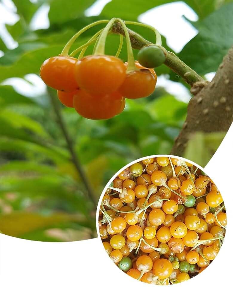 100 Sementes Fruto Do Sabiá Marianeira Atrai Pássaros