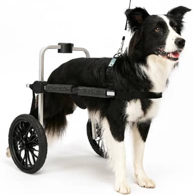 Cadeira de 2 Rodas Para Cachorro Tam G Rodas Grandes Regulável Pata Traseira Paraplegia Reabilitação Paralisia Idoso Pet Best Soluções
