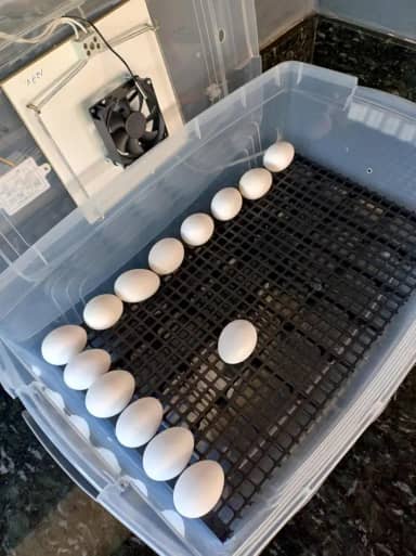 Chocadeira Pet Com Controle De Temperatura Automático E Rolagem Dos Ovos Manual Capacidade De 48 Ovos Galinha Ou 144 Ovos De Codorna