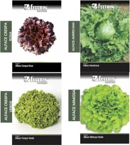 Kit 4 Sementes de Alafce (Crespa, Roxa, Americana e Mimosa)