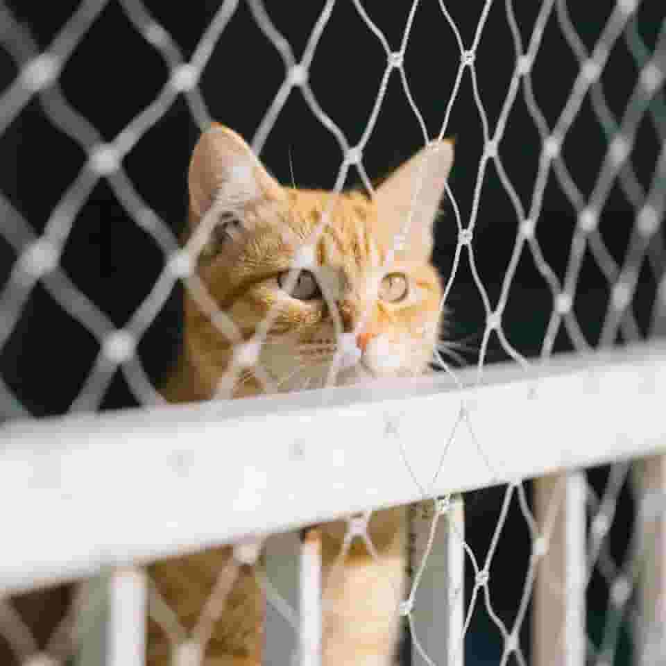 Rede de segurança para gatos para janela de varanda rede de proteção transparente 10 x 3 m para gatos, animais de estimação, anti-escape, cerca de segurança invisível, inclui conjunto de fixação