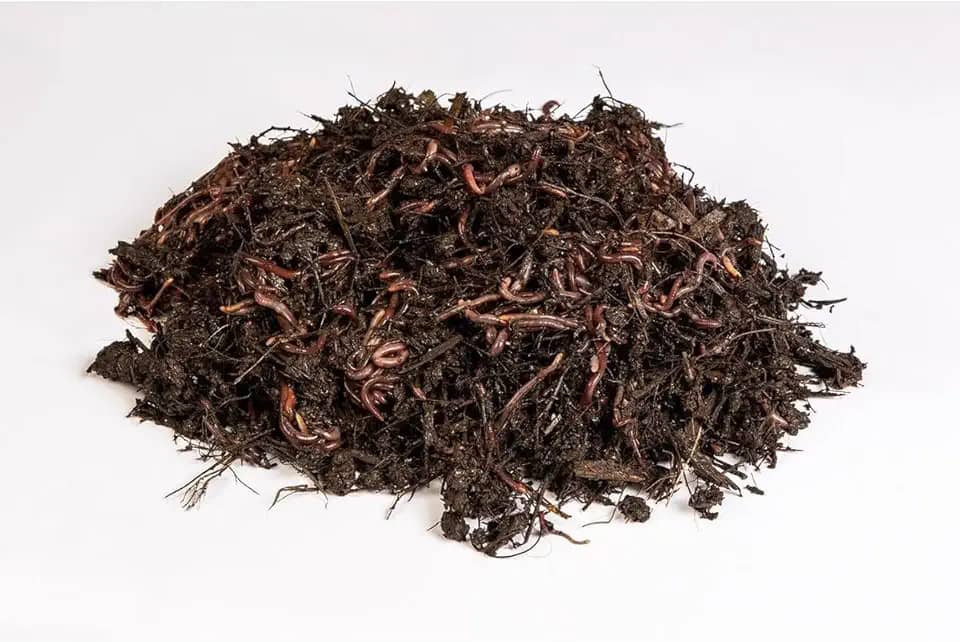 Kit Compostagem, Composteira Horta Orgânica - Minhocas Californianas, Casca de Arroz e Húmus de Minhocas