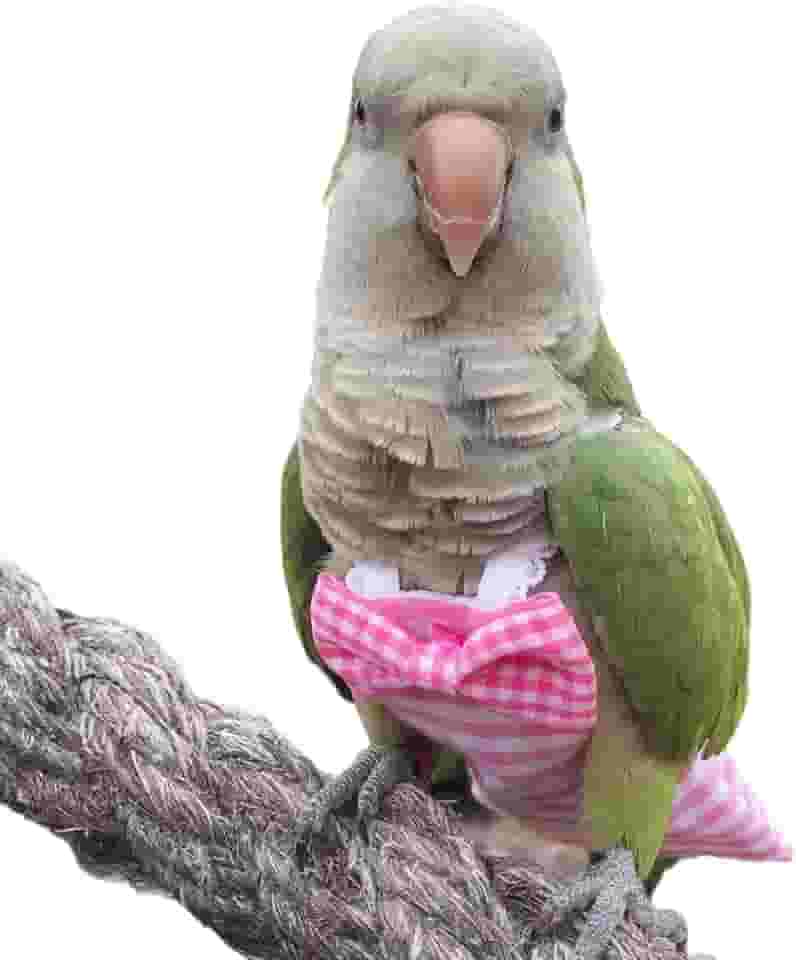 Fraldas para pássaros com fecho de pressão, roupas de voo, fraldas para papagaios de avião, roupas de papagaio, roupas de papagaio, roupas de fraldas para treinamento de pássaros (rosa, ararara-de-Hahn)