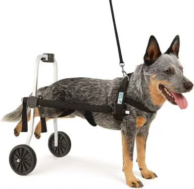 Cadeira De Rodas Para Cachorro Tamanho G Grande Regulável Pet Best Soluções