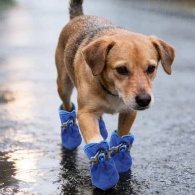 Sapatos para cães pequenos – Botas antiderrapantes respiráveis para animais de estimação, bichon frise, pacote com 4 protetores de patas para cães de primavera e inverno (azul, M)