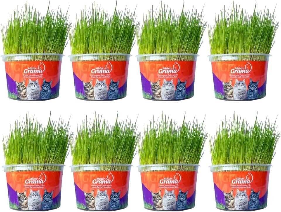 Kit Graminha Petisco Para Gatos - Graminha Digestiva 100% Natural - Mister Grama (8 unidades)