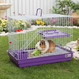 Gaiola para Roedores Pequenos, Coelho, Chinchila, Porquinho da Índia, com Escada e Bandeja Removível, Lilás