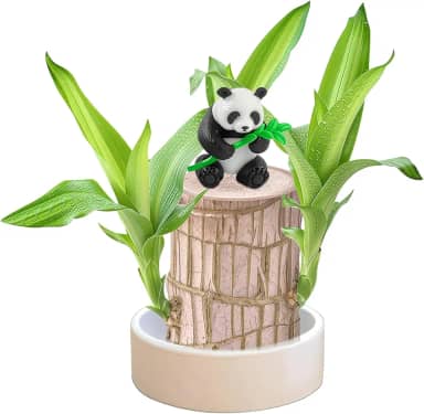 Muzboo Planta de madeira da sorte brasileira – Mini árvore da sorte hidropônica com bandeja de plástico, planta em vaso interno para decoração de mesa, casa ou escritório (1, panda)