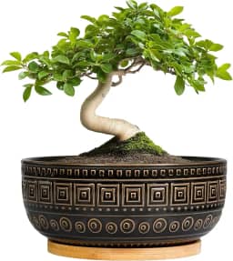 G EPGardening Vaso de bonsai – vasos de cerâmica para suculentas de 20 cm com drenagem e pires de plantas, tigela redonda e rasa para plantas de interior, decoração de casa de jardim boho, presentes
