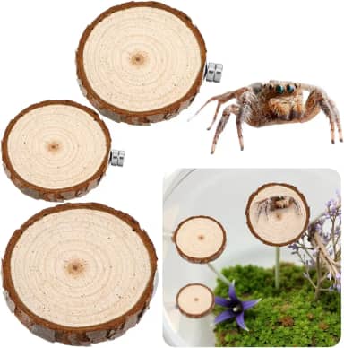 Quilax Pacote com 3 compartimentos para aranhas saltadoras, aranhas saltadoras arredondadas, escadas, acessórios para aranhas saltadoras, decoração de habitat para pequenos bichos leves