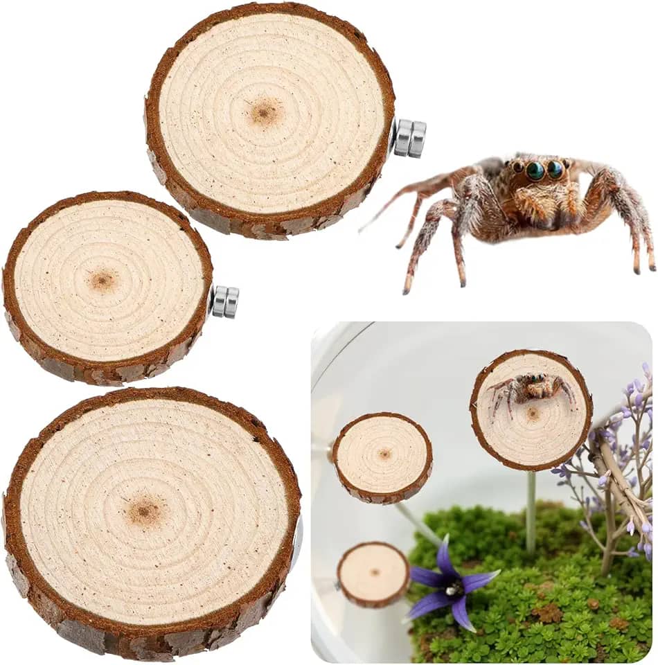Quilax Pacote com 3 compartimentos para aranhas saltadoras, aranhas saltadoras arredondadas, escadas, acessórios para aranhas saltadoras, decoração de habitat para pequenos bichos leves