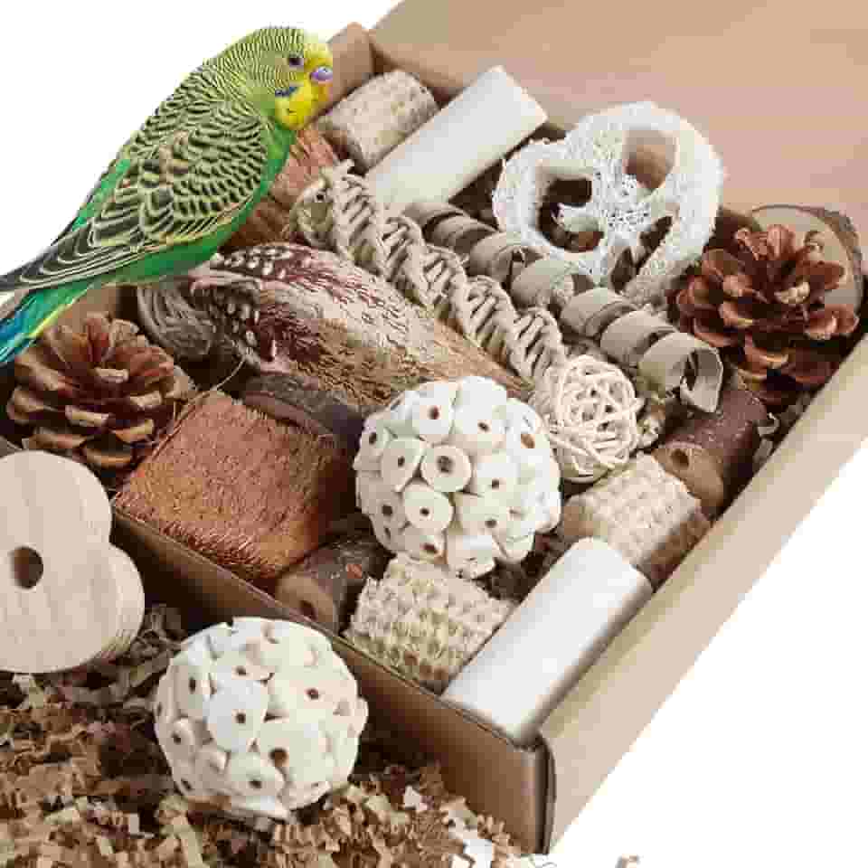 Kyouki Brinquedos de papagaio para pássaros, caixa de forrageamento natural para periquitos, calopsitas, conures, pássaros do amor e outros pássaros pequenos a médios (médios)