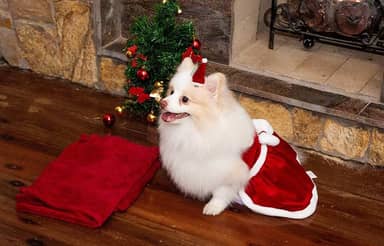 Vestido de Natal Modernpet para Cachorro Vermelha - Tam. M
