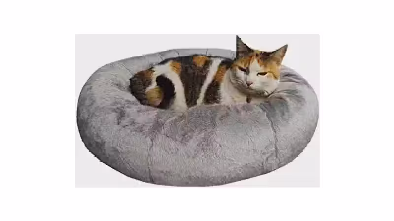 Melhor Cama para Gatos: Conforto e Segurança!