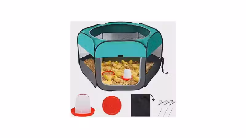 Melhor Chocadeira Caseira: Guia Essencial para Iniciantes
