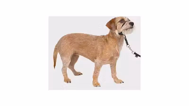 Melhor Coleira para Cachorro que Puxa: 5 Opções Anti-Puxão