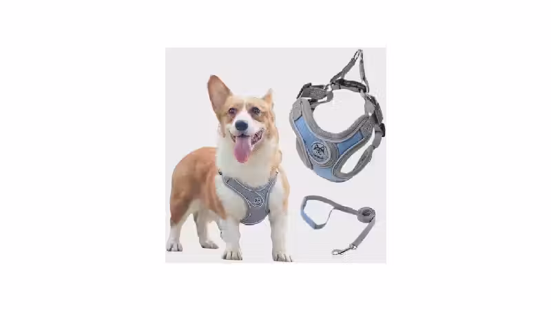 Melhor Coleira para Cachorro Salsicha: Segurança e Conforto