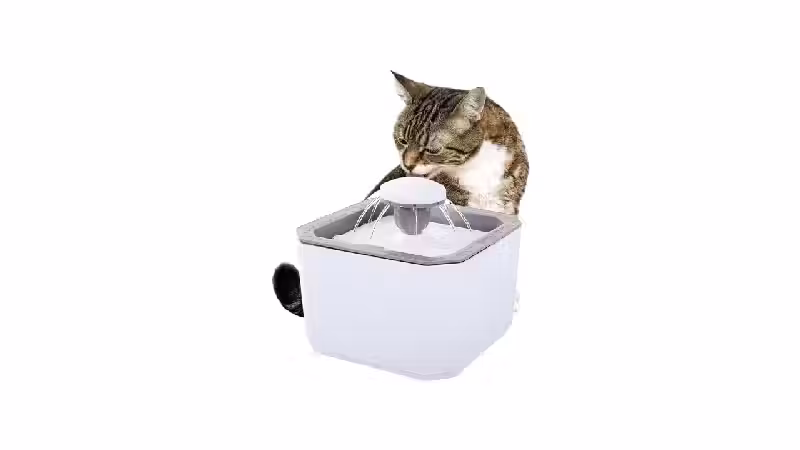 Melhor Fonte de Água Automática para Gato: 10 Modelos Silenciosos