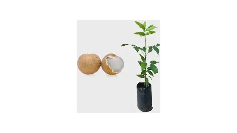 Melhor Frutifera para Vaso: Escolha Perfeita para Seu Pomar!