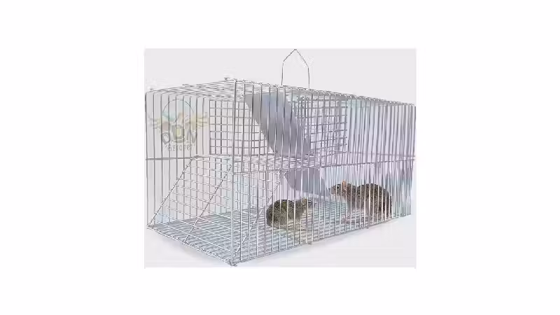 Melhor Ratoeira: 10 Modelos para Captura Eficiente